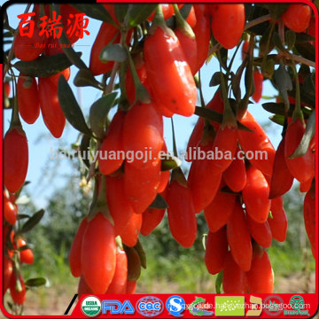 Golden Beere Lycium Barbarum Vendita die Vorteile von Goji Beeren